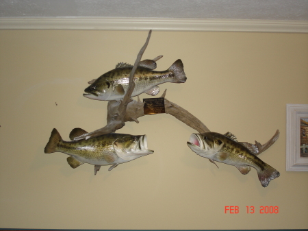 Three Largemouth Bass