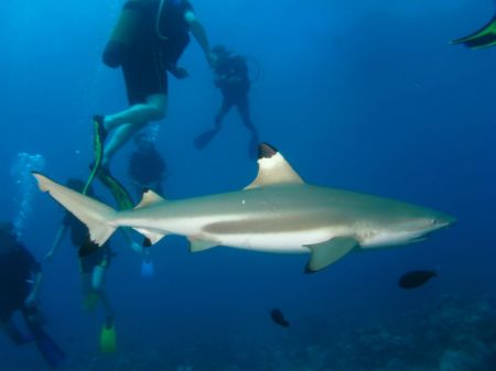 Decending with a Black-tipped shark