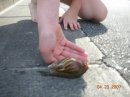 Snail