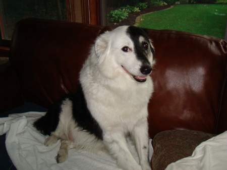 Payton, my beloved Australian Shepherd