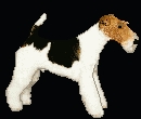 wire hair fox terrier