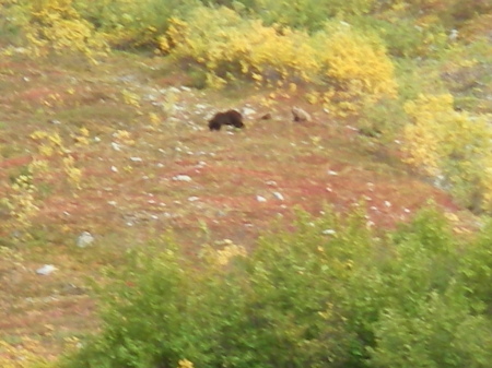 Alaska grizzley bear