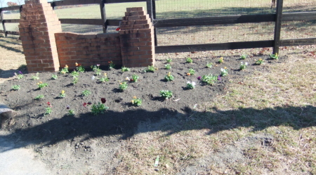 Newly planted pansies for the winter months