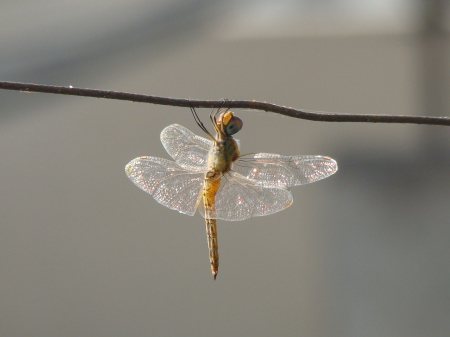 Flying creature