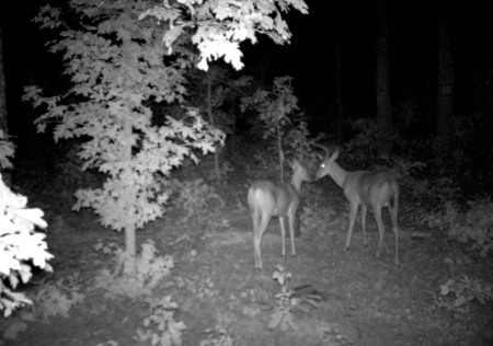 Deer Kissing