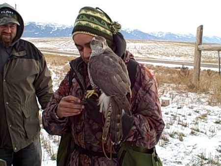 falconry hunt in Montana, photo #15
