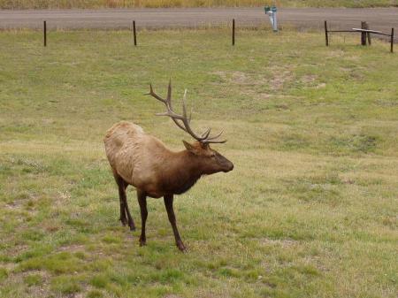 Bull Elk