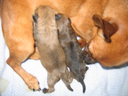 Misie and her babys born