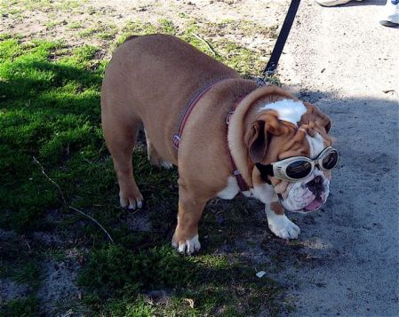 Lita with her Doggle's sun glasses