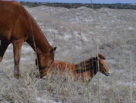 ponies at Shackleford Banks