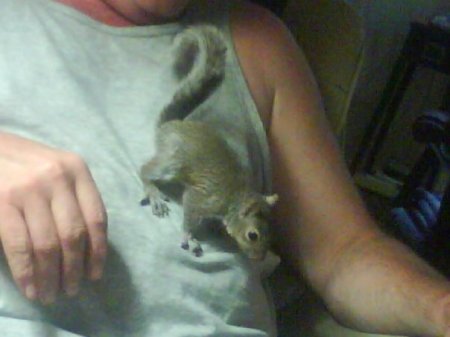 Beebee my orphaned squirrel