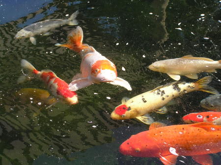 some of my Koi :)