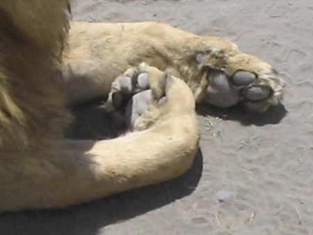 lion paws