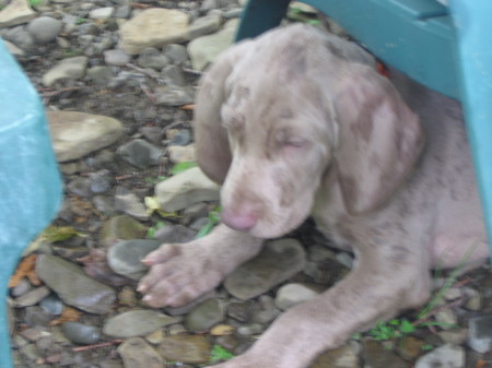 Jr. at 6 weeks!