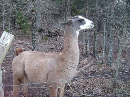 One of my Llamas