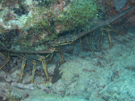 Lobster--Florida Keys--Pic taken 5/30/2009