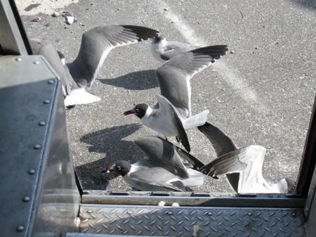 my seagull lunch mates