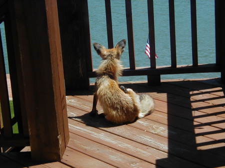 Fox on our upper deck