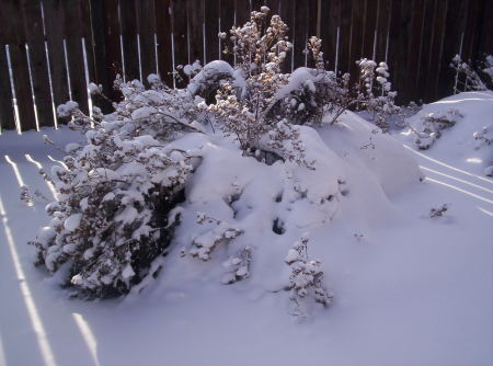 Snowed in Yard