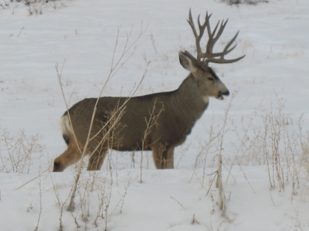 Buck in our backyard