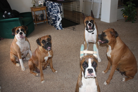 C-G Boxer Kennel