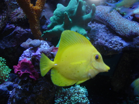 Yellow Tang