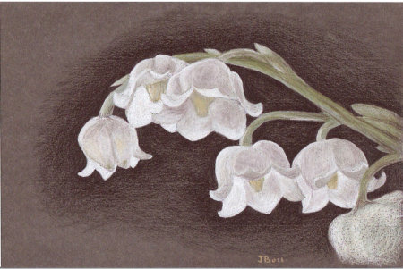 Lily of the Valley - drawing