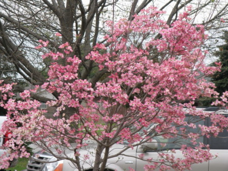 My dogwood in bloom.