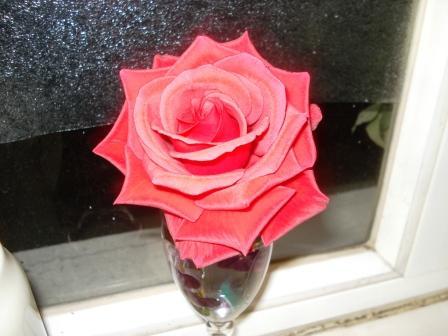My Christmas Rose