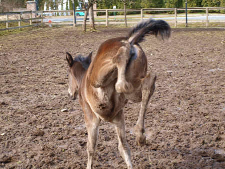 First foal of 2009