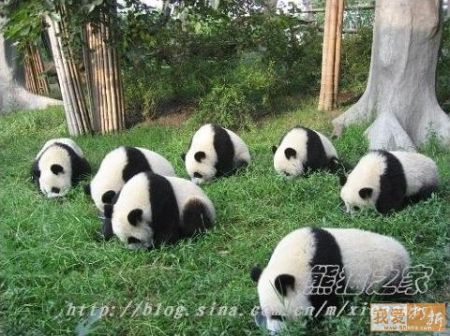 pandas looking for a lost earring