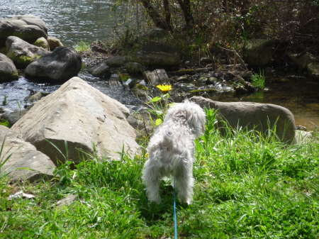 ANNIE, CAMPING AT CANYON CREEK