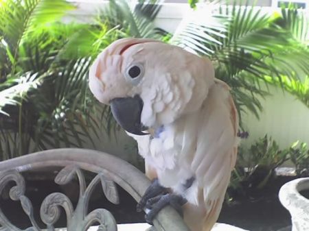 My Moluccan Cockatoo (Bonito)