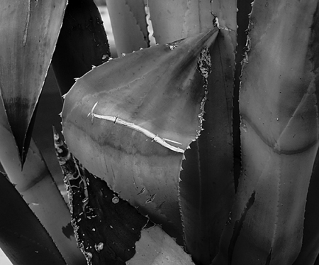 Agave, Fort Stockton, TX, 2009