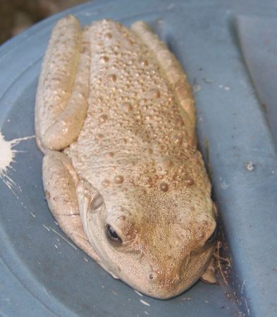 Tree Frog