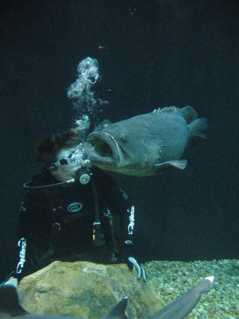 A Goliath Grouper yawning.....