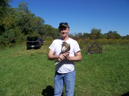 redtail hawk