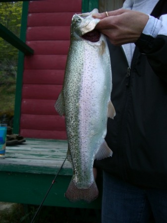Another beautiful Rainbow Trout.