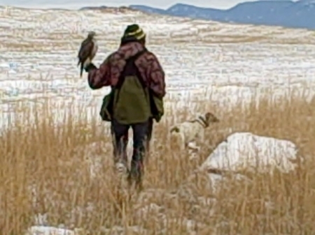 falconry hunt in Montana, photo #6