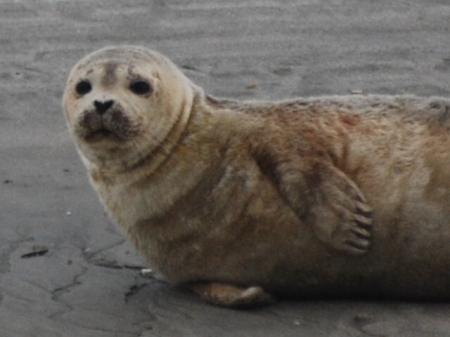 Freeport Seal