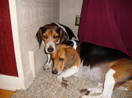 My beagles