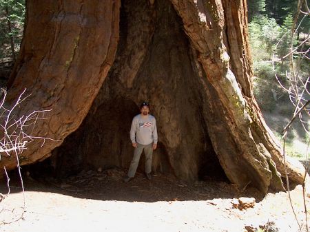 Me inside a giant sequaia