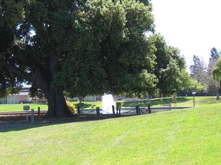 Bernardino B. White (Deanie/Dino)'s album, Me in Sunnyvale, CA city park on a Spring Day