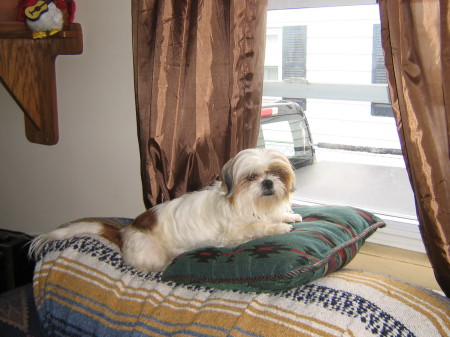 Missy watching the cars go by.