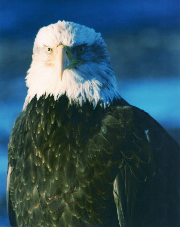 Eagle