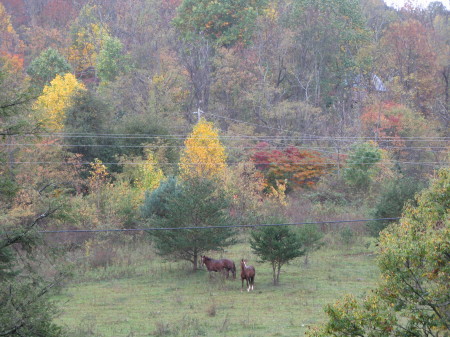 The neighbors' horses