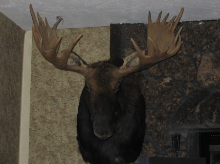 Number "3" Idaho Shiras Moose