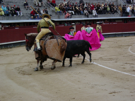 Bull Fight - This one's a goner!