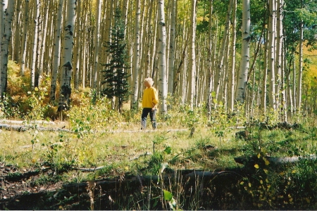 A Walk in the Aspens