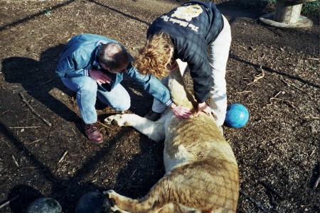 Joseph, the "Tiger Lady," and me